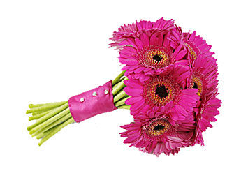 Rani Colour Gerberas